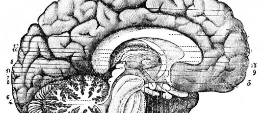 Cerebro