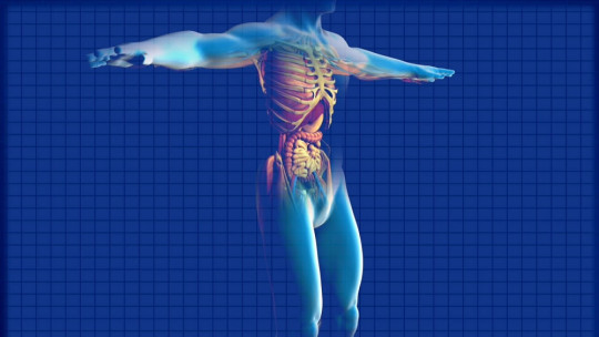 Órganos del cuerpo humano