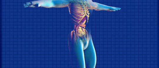 Órganos del cuerpo humano