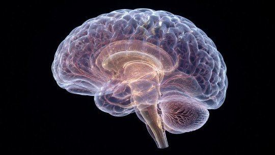 Biología del comportamiento: cómo funciona nuestro cerebro al regular nuestra conducta