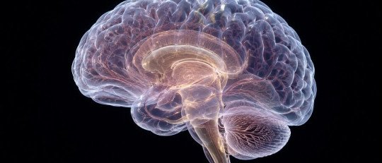 Biología del comportamiento: cómo funciona nuestro cerebro al regular nuestra conducta