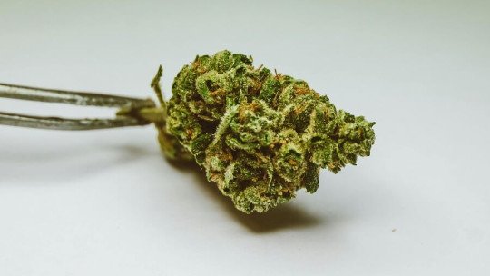 El peligro de normalizar la adicción al cannabis en la adolescencia