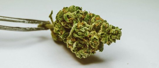 El peligro de normalizar la adicción al cannabis en la adolescencia