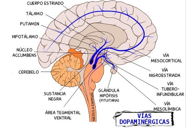 Vías dopaminérgicas