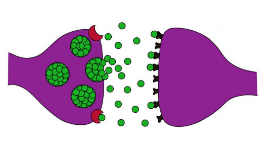 Sinapsis