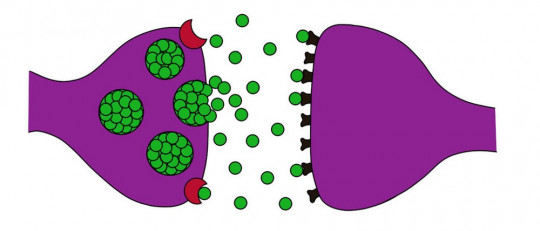 Sinapsis