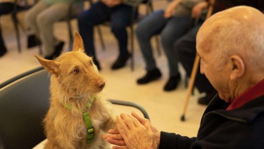¿Qué son las intervenciones asistidas con perro?