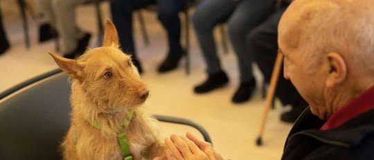 ¿Qué son las intervenciones asistidas con perro?