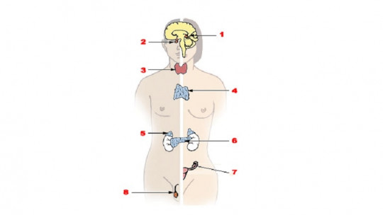 Sistema endocrino
