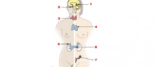 Sistema endocrino