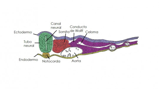 Tubo neural