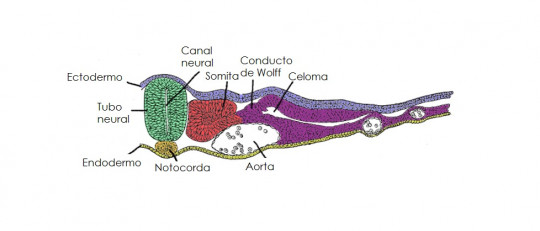 Tubo neural
