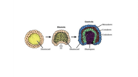 Endodermo