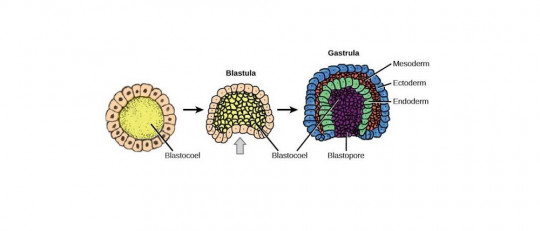 Endodermo