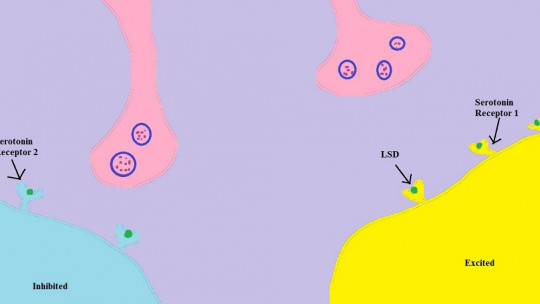 Receptor metabotrópico