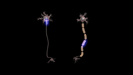 Partes de la neurona