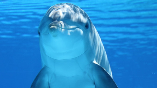 Inteligencia de los delfines