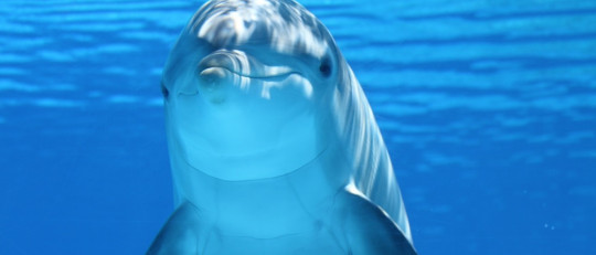 Inteligencia de los delfines