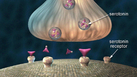 Receptores neuronales