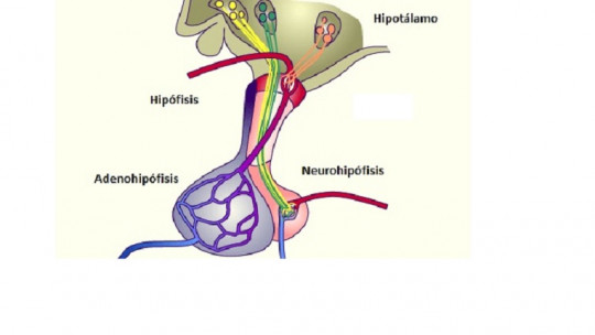 Adenohipófisis