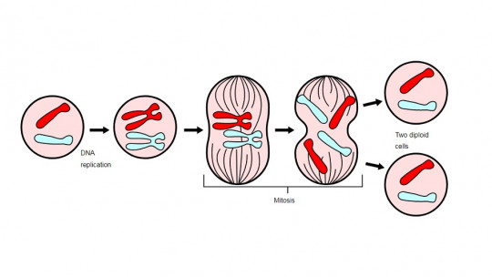 Fases de la mitosis