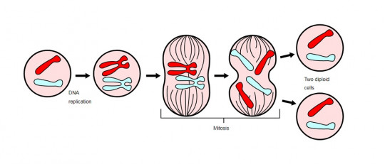 Fases de la mitosis