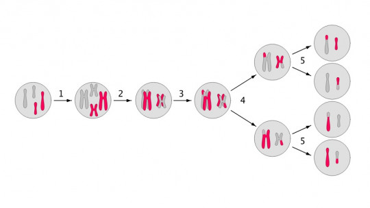Fases de la meiosis
