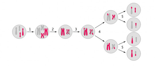 Fases de la meiosis