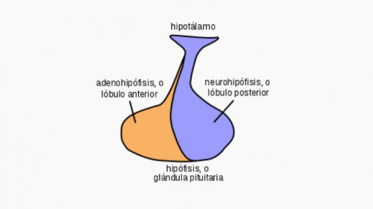Neurohipofisis