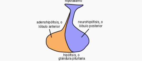 Neurohipofisis