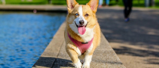 Tu perro te echa de menos cuando no estás, ¿sabes por qué?