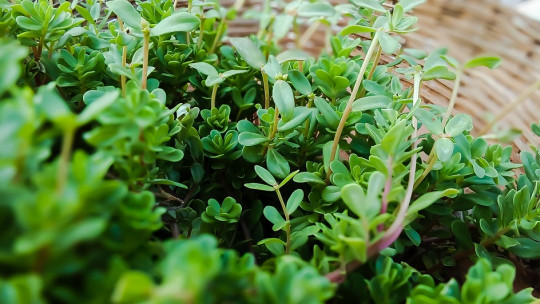 Plantas medicinales