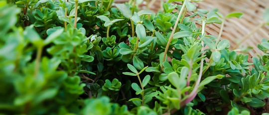 Plantas medicinales