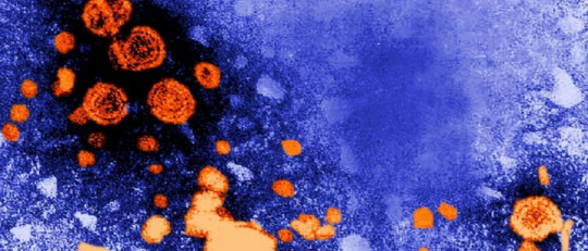 Hepatitis