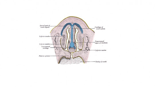 Órgano vomeronasal