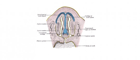 Órgano vomeronasal