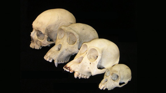 Evolución del cerebro humano
