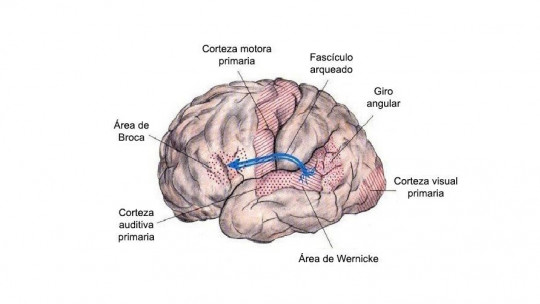 Fascículo arqueado