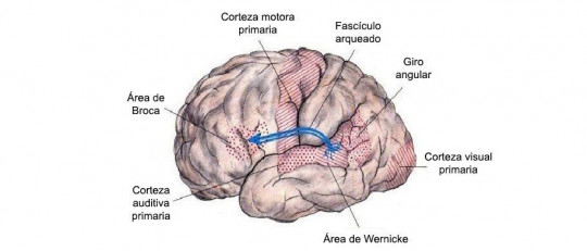 Fascículo arqueado
