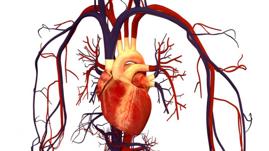 Tipos de enfermedades cardiovasculares