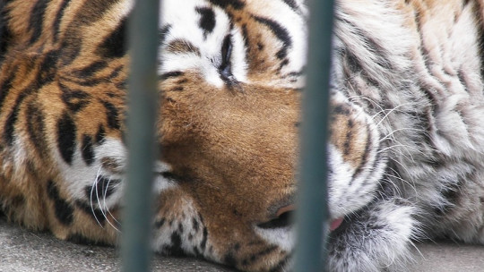 Zoochosis