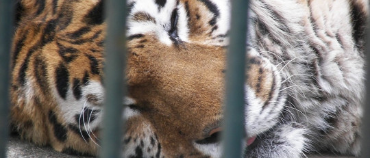Zoochosis
