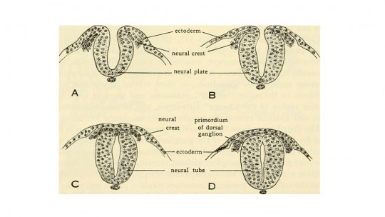 Ectodermo