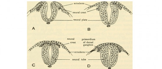 Ectodermo