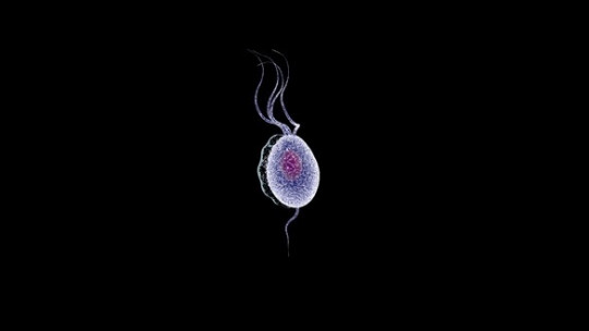 Tricomoniasis