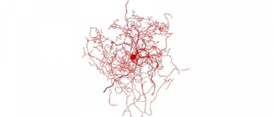 Neuronas escaramujo
