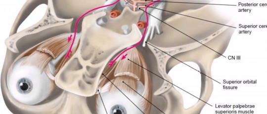 Pares craneales: los 12 nervios que salen del cerebro