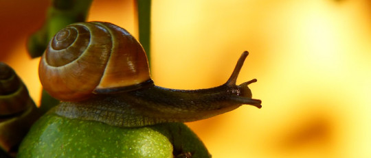Blenofobia