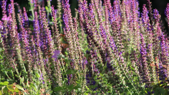 Propiedades de la salvia