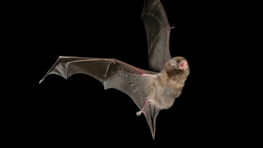 Quiroptofobia